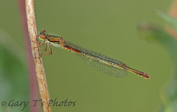 Small Red Damselfly (Ceriagrion tenellum - Female)