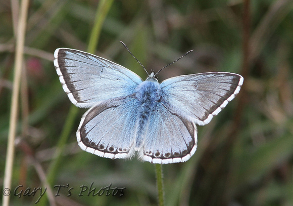 Chalkhill Blue (Polyommatus coridon - Male)