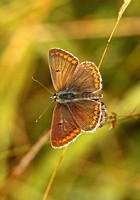 Brown Argus (Aricia ageists - Male)
