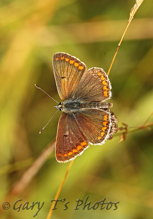 Brown Argus (Aricia ageists - Male)