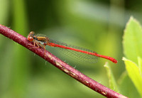 Small Red Damselfly (Ceriagrion tenellum - Male)