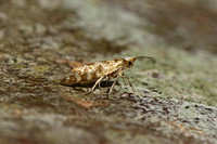Argyresthia cupressella (Cypress-tip Moth)