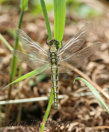 Black-tailed Skimmer (Orthetrum cancellatum - Female Immature)