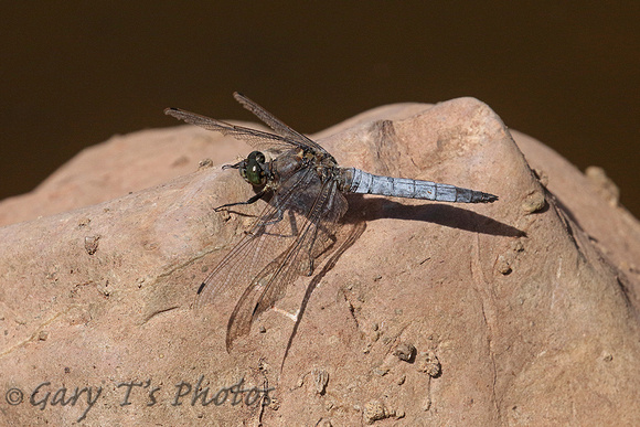 Black-tailed Skimmer (Orthetrum cancellatum - Male)