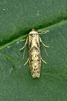 Blastobasis adustella (Dingy Dowd)