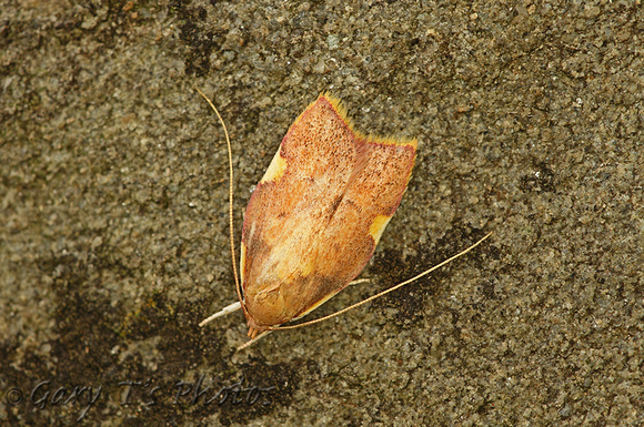 Carcina quercana (Long-horned Flat-body)