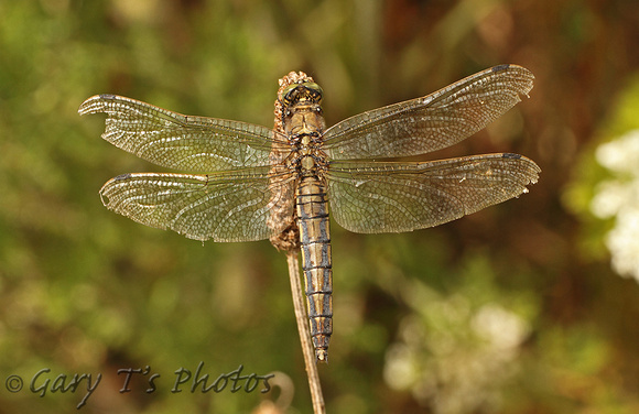 Black-tailed Skimmer (Orthetrum cancellatum - Female)