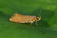 Crassa unitella (Golden-brown Tubic)