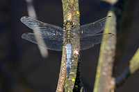Black-tailed Skimmer (Orthetrum cancellatum - Male)