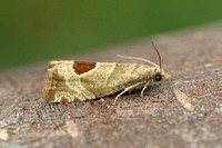 Epiblema uddmanniana (Bramble Shoot Moth)
