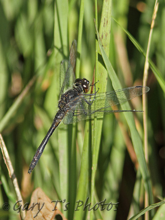 Black Darter (Sympetrum danae - Male)