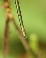 Willow Emerald (Chalcolestes viridis - Female)