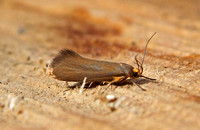 Crassa unitella (Golden-brown Tubic)