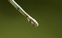 Willow Emerald (Chalcolestes viridis - Female)