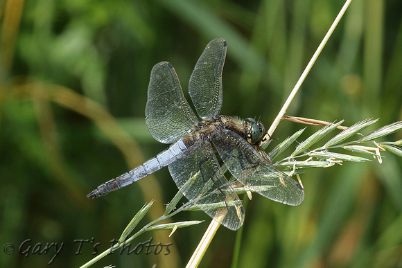 Black-tailed Skimmer (Orthetrum cancellatum - Male)