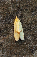 Agapeta hamana (Common Yellow Conch)