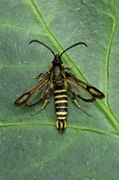 Six-belted Clearwing (Bembecia ichneumoniformis - Male)