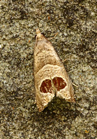 Epiblema uddmanniana (Bramble Shoot Moth)