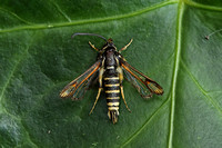 Six-belted Clearwing (Bembecia ichneumoniformis - Male)