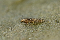 Blastobasis adustella (Dingy Dowd)