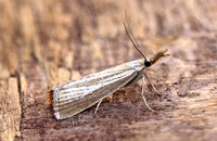 Agriphila straminella (Straw Grass-veneer)