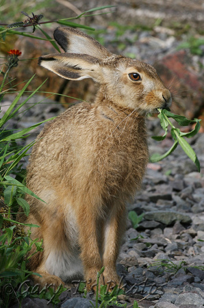 European (Brown) Hare (Lepus europaeus)