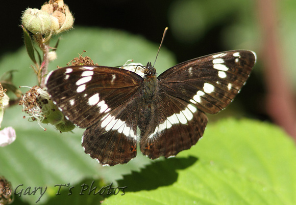 White Admiral (Limenitis camilla)