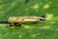 Agriphila geniculea (Elbow-striped Grass-veneer)