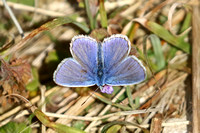 Common Blue (Polyommatus icarus - Male)