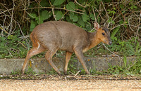Muntjac (Barking) Deer (Muntiacus reevesi - Doe)