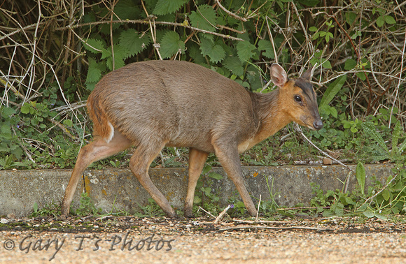 Muntjac (Barking) Deer (Muntiacus reevesi - Doe)