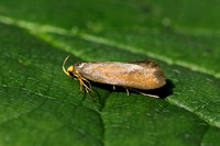 Crassa unitella (Golden-brown Tubic)