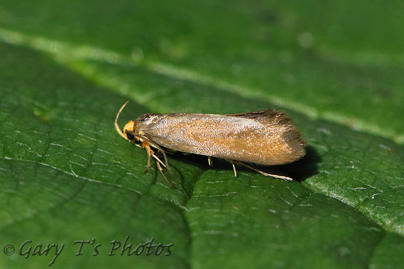 Crassa unitella (Golden-brown Tubic)