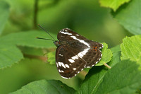 White Admiral (Limenitis camilla)