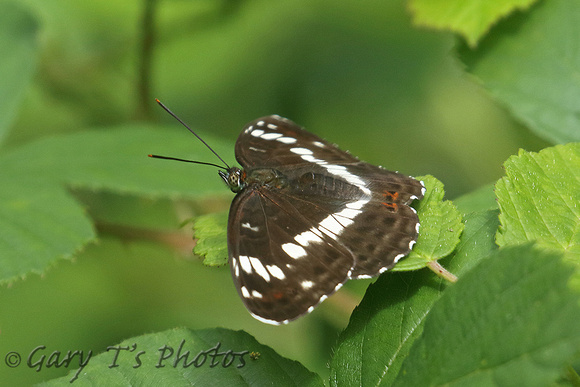 White Admiral (Limenitis camilla)