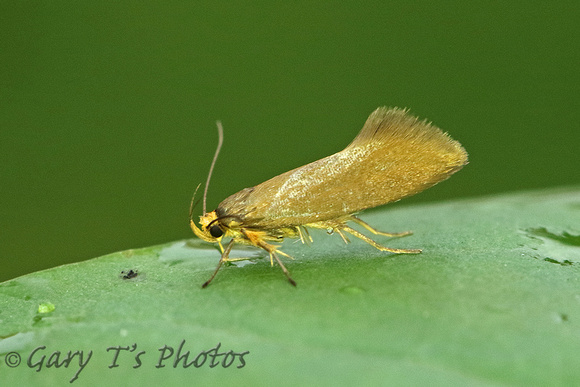 Crassa unitella (Golden-brown Tubic)