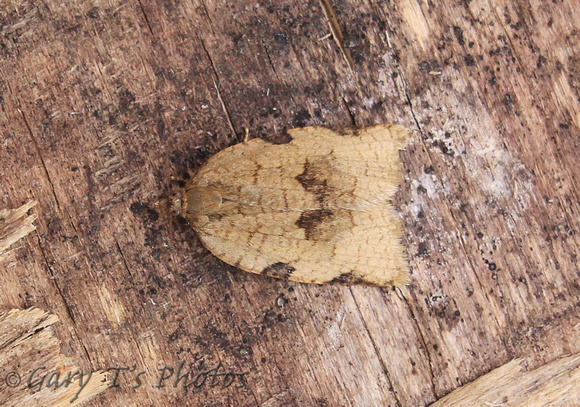 Lozotaenia forsterana (Large Ivy Tortrix)