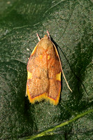Peleopoidae