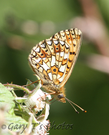 Small Pearl-bordered Fritillary (Boloria selene)