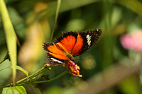 Malayan Lacewing (Cethosia hypsea hypsina)