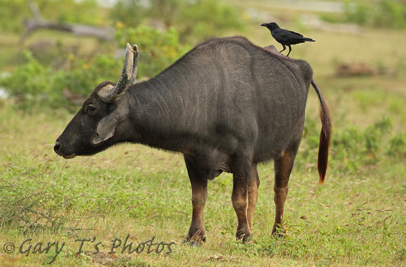Water Buffalo (Bubalus bubalis)