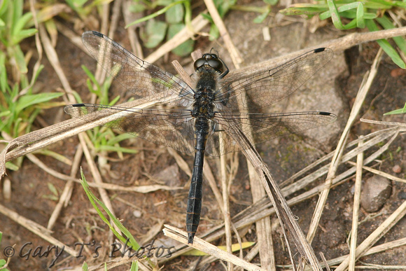 Black Darter (Sympetrum danae - Male)