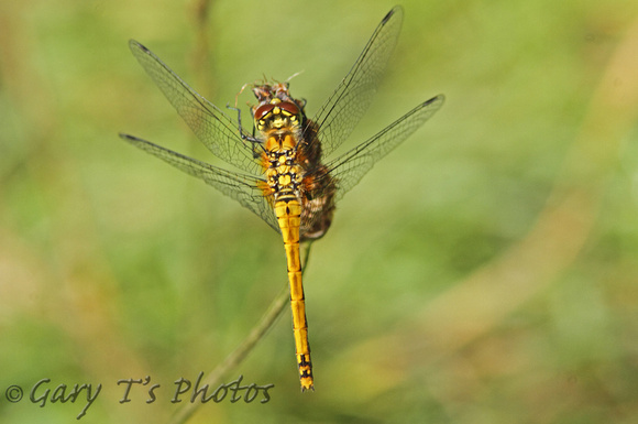 Black Darter (Sympetrum danae - Female)