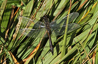 Black Darter (Sympetrum danae - Male)