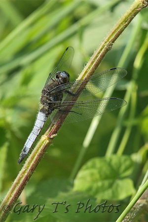 Black-tailed Skimmer (Orthetrum cancellatum - Male)