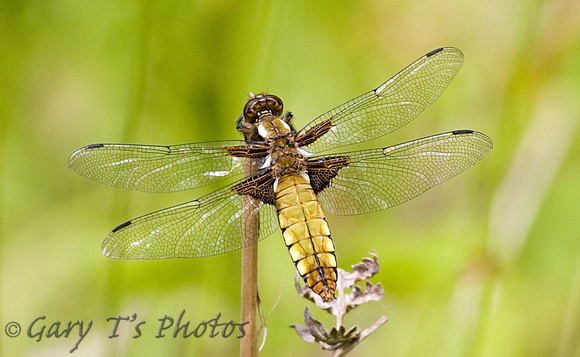 Broad-bodied Chaser (Libellula depressa - Female)