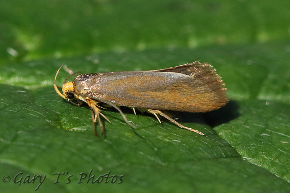 Crassa unitella (Golden-brown Tubic)