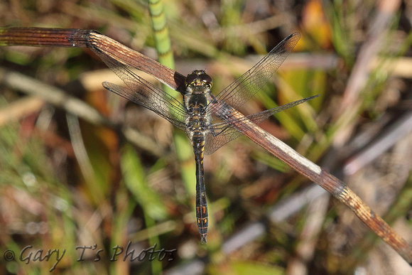 Black Darter (Sympetrum danae - Male)