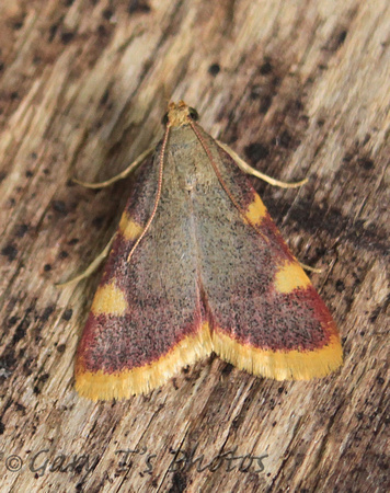 Hypsopygia costalis (Gold Triangle)