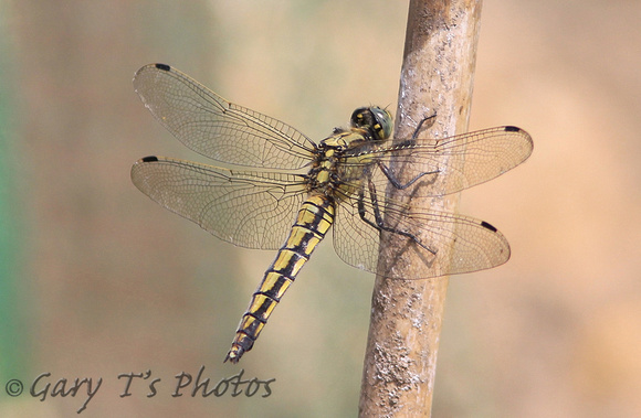 Black-tailed Skimmer (Orthetrum cancellatum - Female)